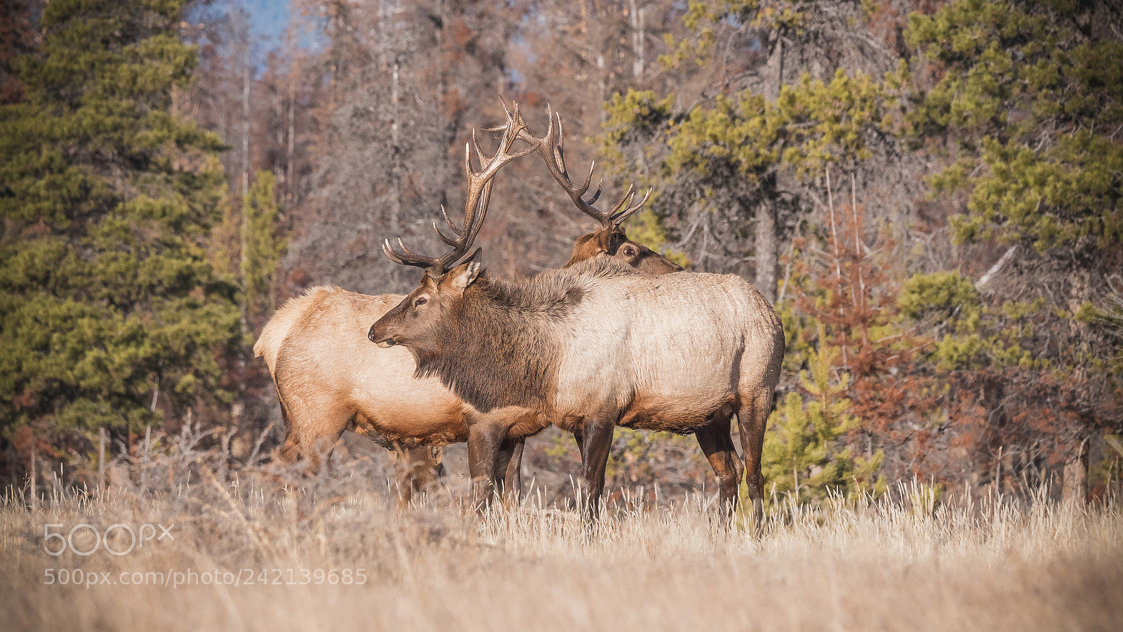 Panasonic Lumix DMC-GH4 sample photo. Elk photography