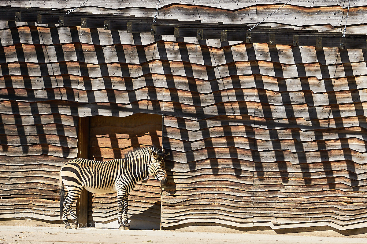 Sony ILCA-77M2 sample photo. Stripes photography