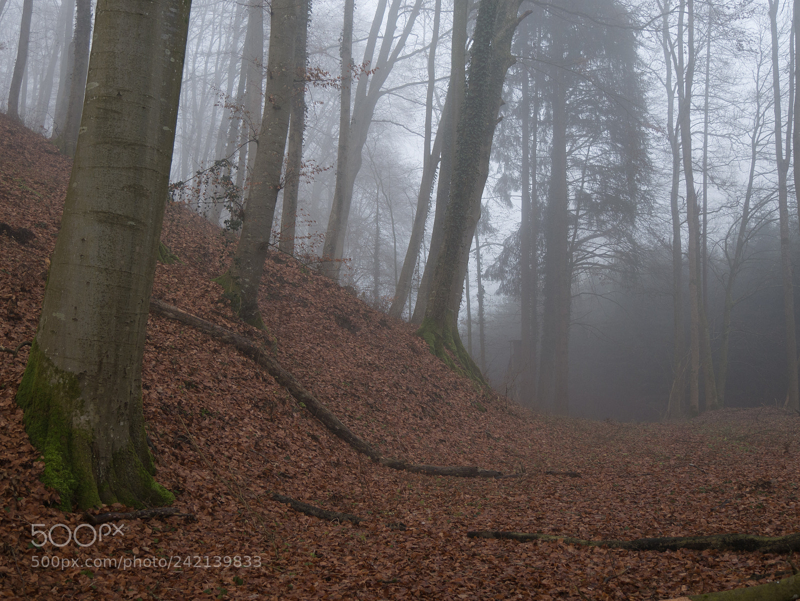 Panasonic DMC-G70 sample photo. Foggy forest photography