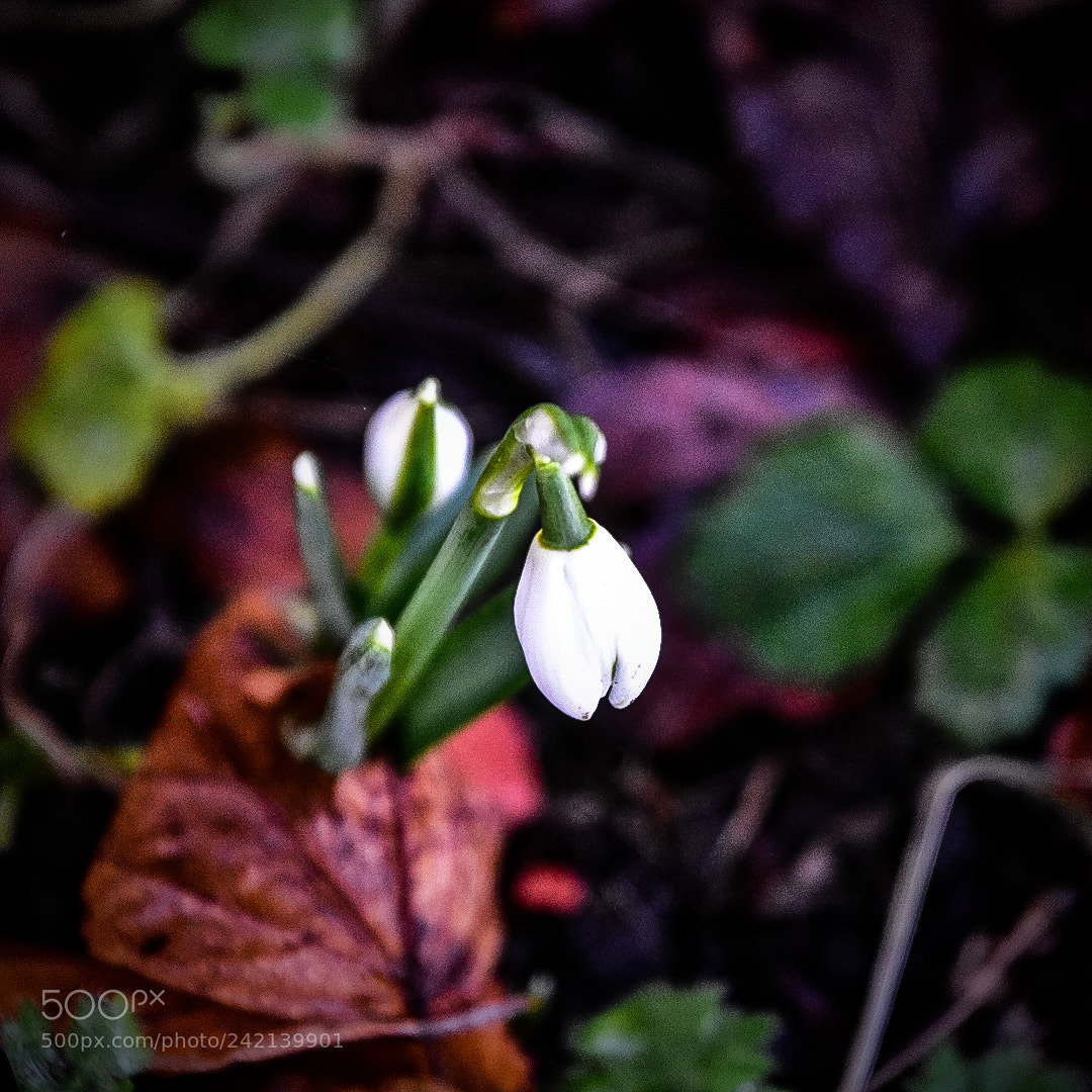 Nikon D3400 sample photo. First snowdrop photography