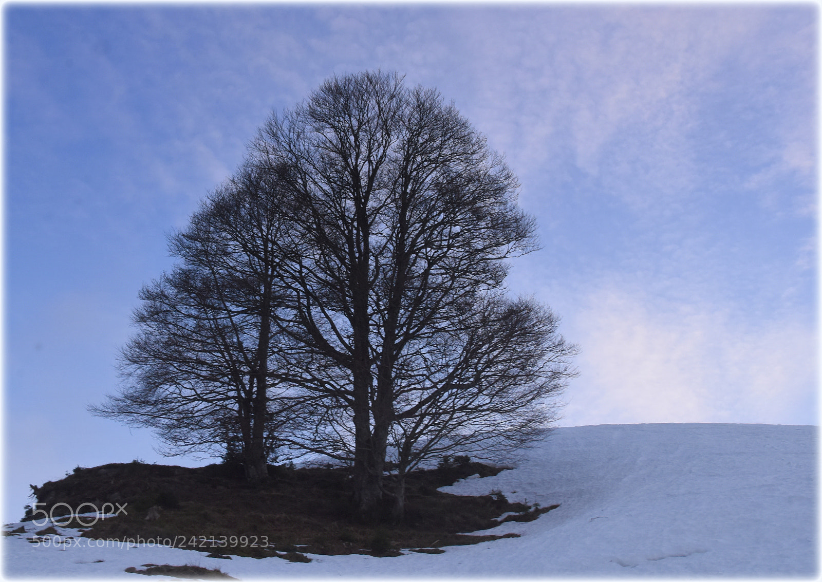Nikon D810 sample photo. "tree;" photography