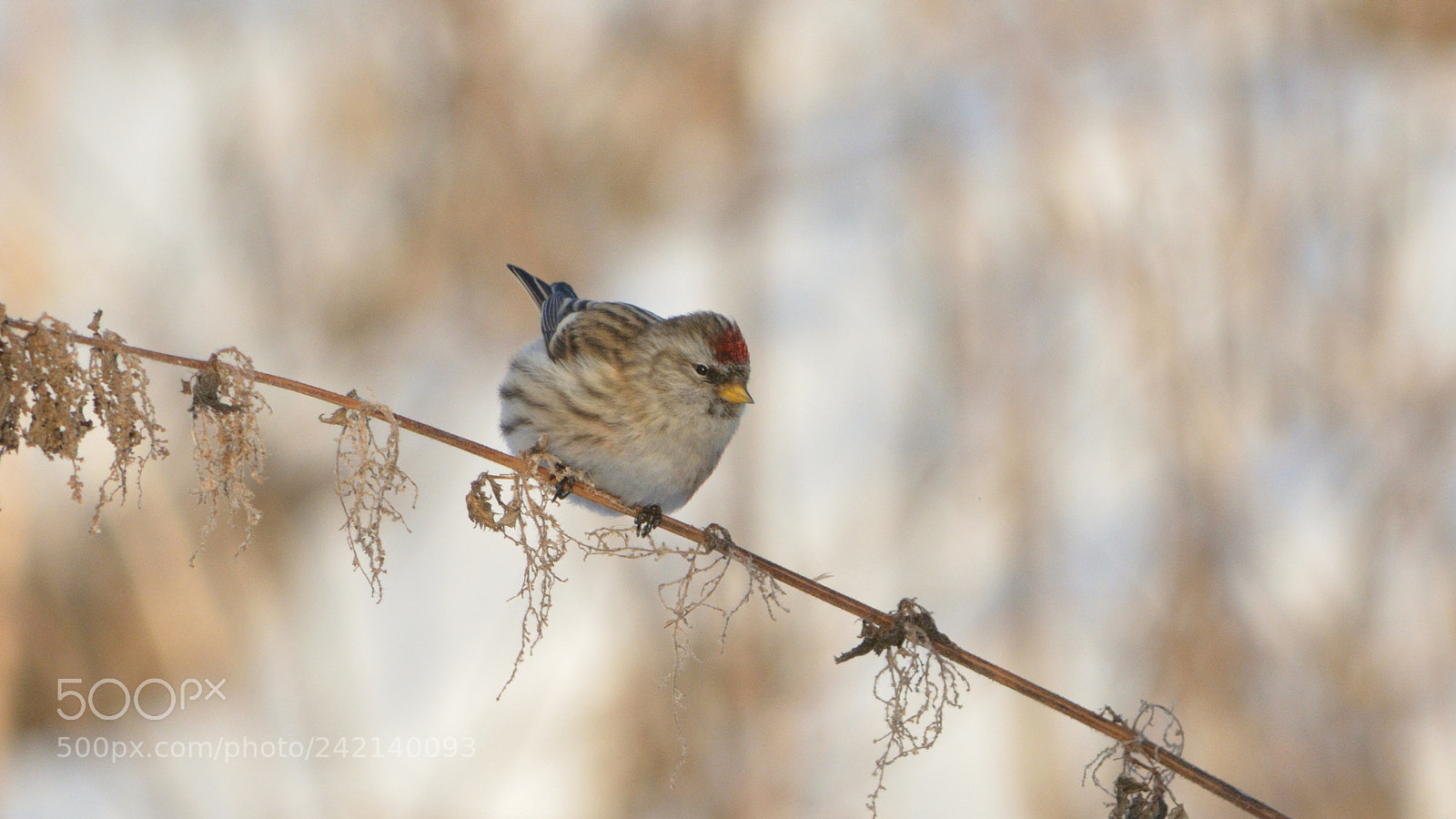 Nikon D7100 sample photo. Чечетка photography