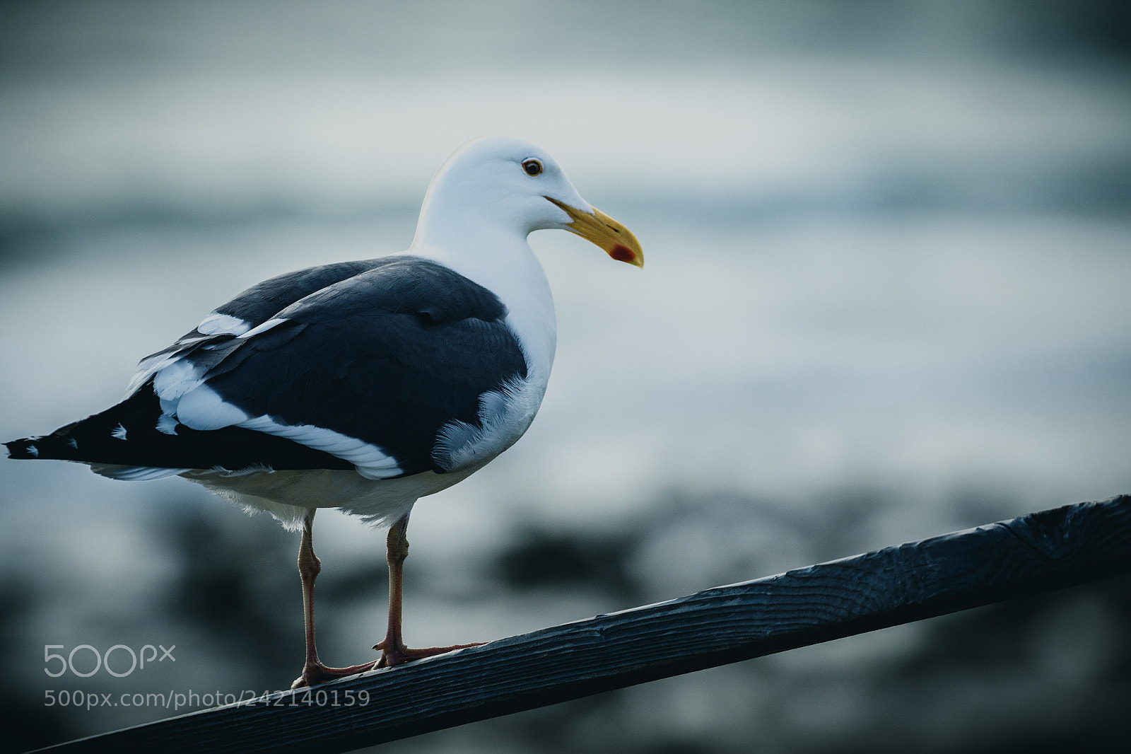 Canon EOS 7D Mark II sample photo. Seagull photography