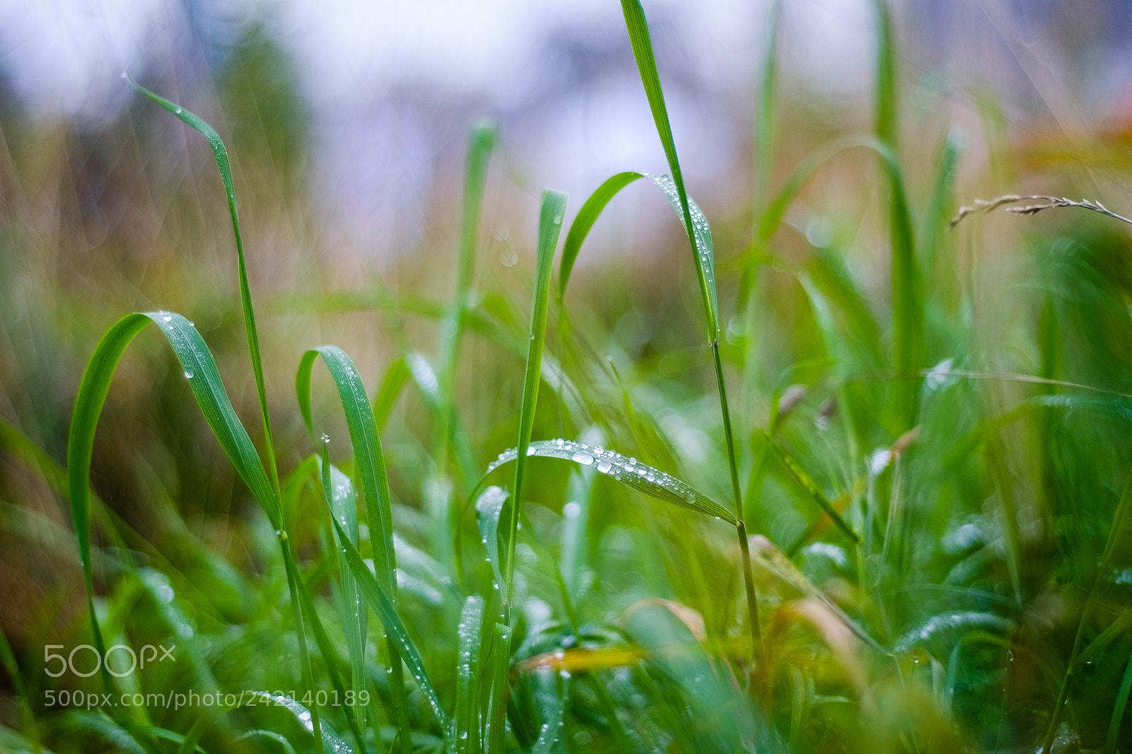 Fujifilm X-T10 sample photo. Grass photography