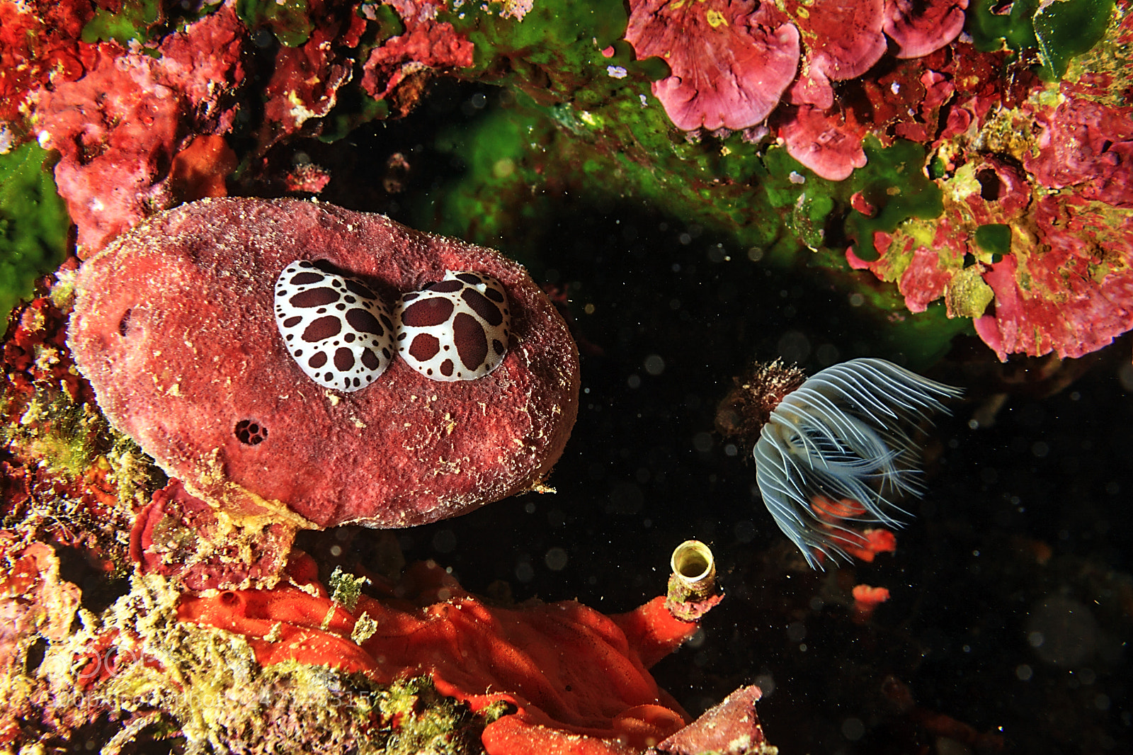 Canon EOS 40D sample photo. The fantastic underwater world photography