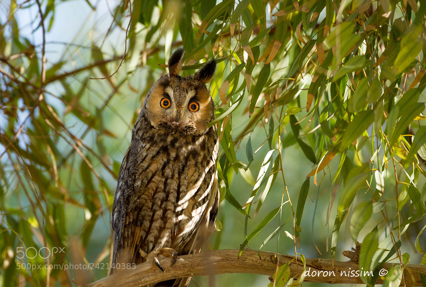 Canon EOS-1D Mark IV sample photo. Owl photography