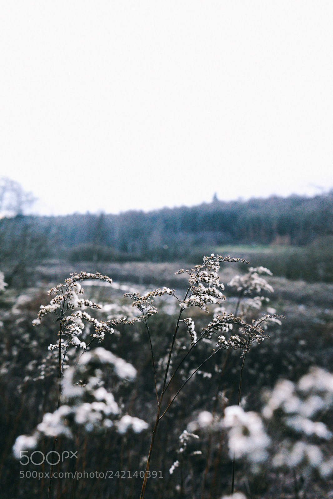 Sony a7 sample photo. Valley photography