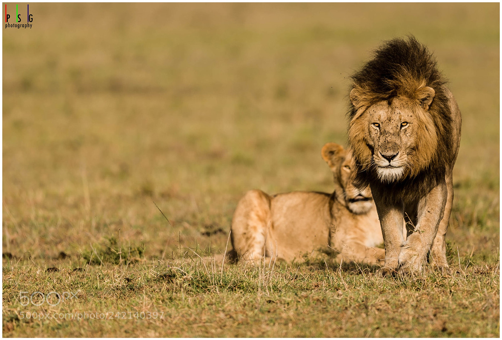 Nikon D5 sample photo. Royal couple of masai photography