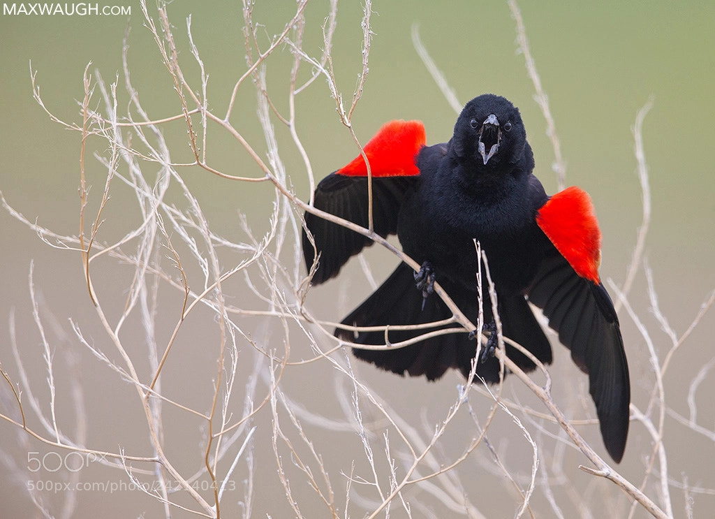 Canon EOS-1D X sample photo. Best of 2017: red-winged blackbird photography