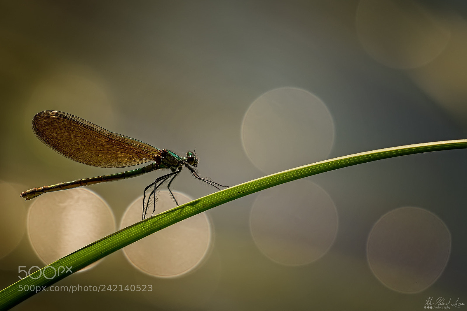 Nikon D500 sample photo. Beautiful demoiselle photography