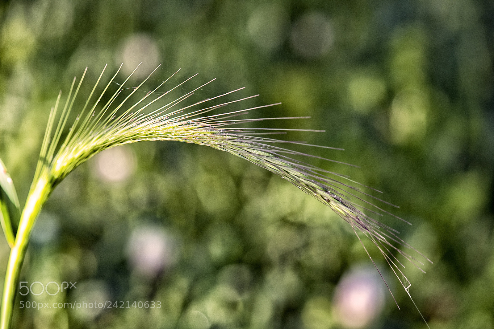 Nikon D810 sample photo. Green weed photography