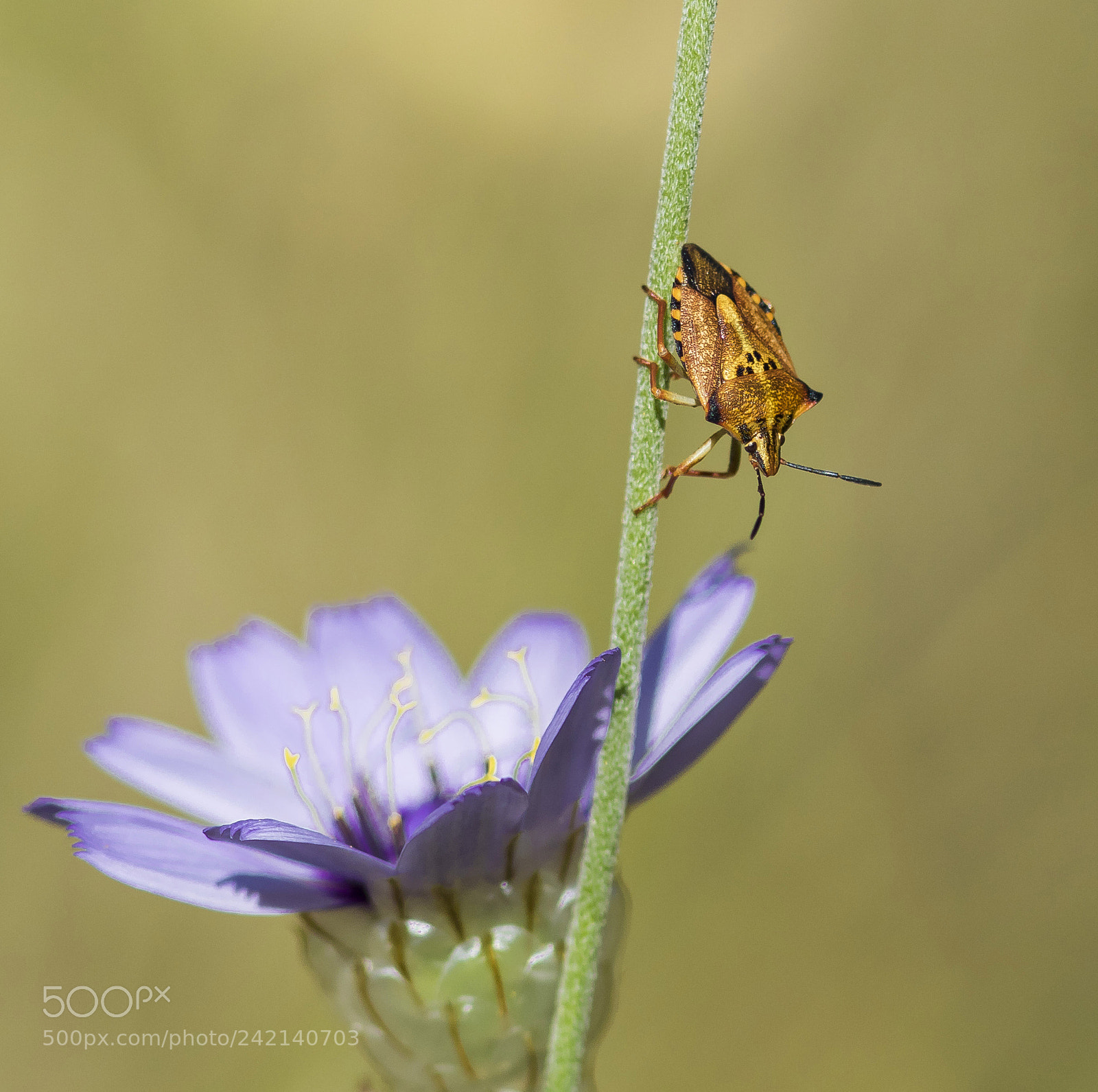 Canon EOS 7D Mark II sample photo. Carpocoris mediterraneus photography