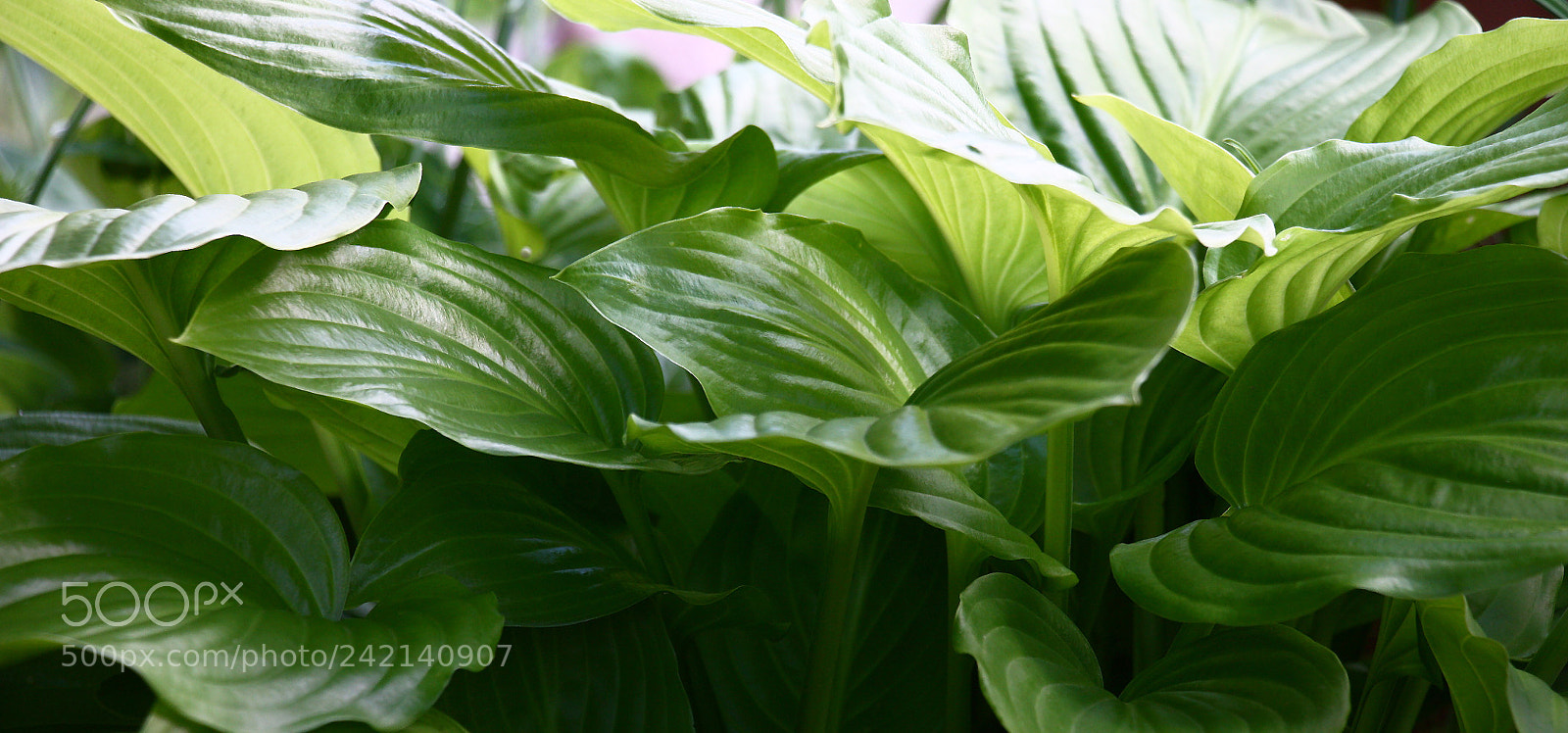 Canon EOS 450D (EOS Rebel XSi / EOS Kiss X2) sample photo. Panorama of leaves hosts. photography