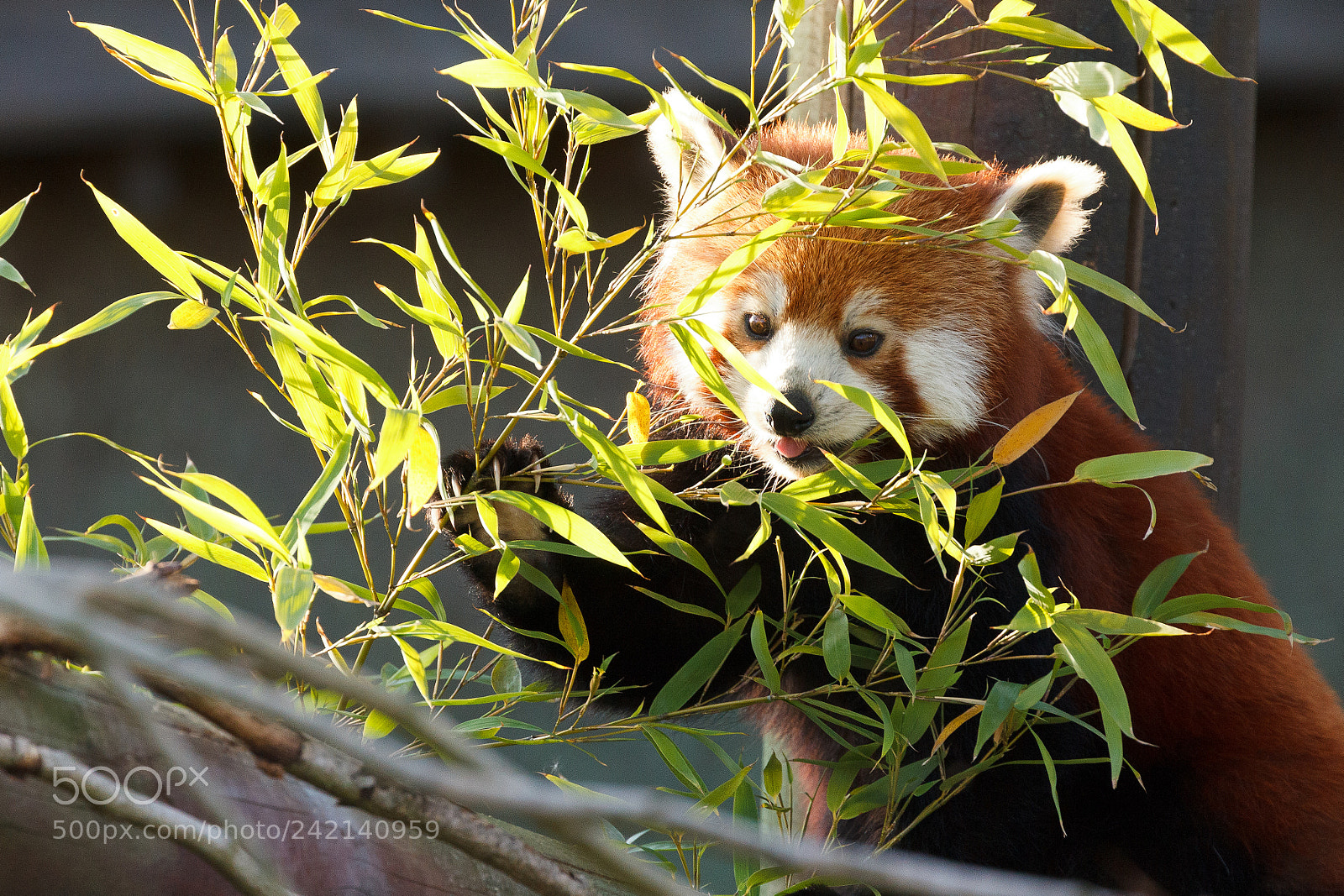 Canon EOS 60D sample photo. Red panda photography