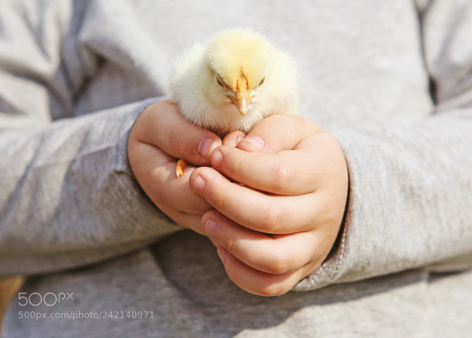 Canon EOS 6D sample photo. Chicken in children's hands photography