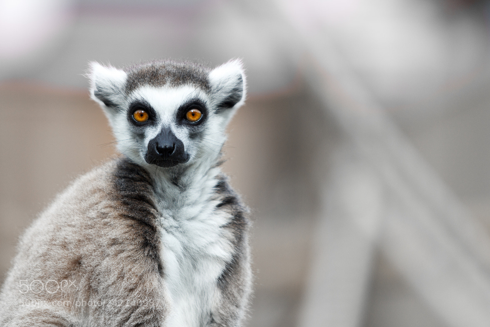 Canon EOS 60D sample photo. Ring tailed lemur photography