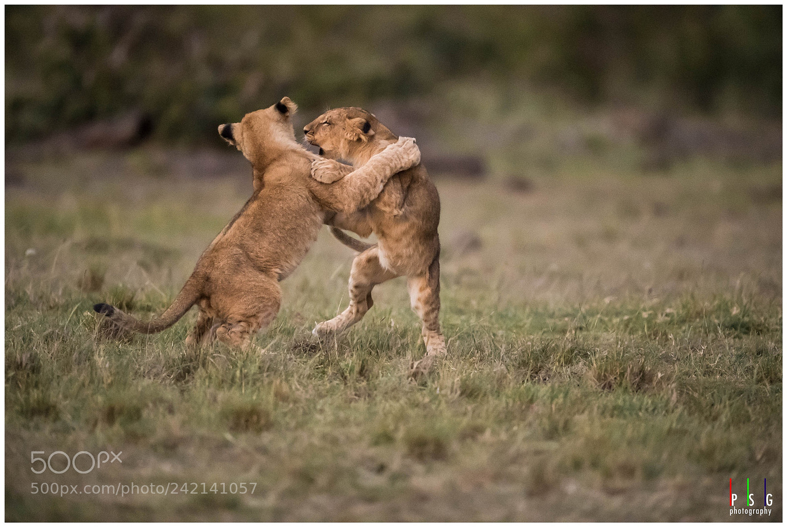 Nikon D5 sample photo. Lion cubs at play photography