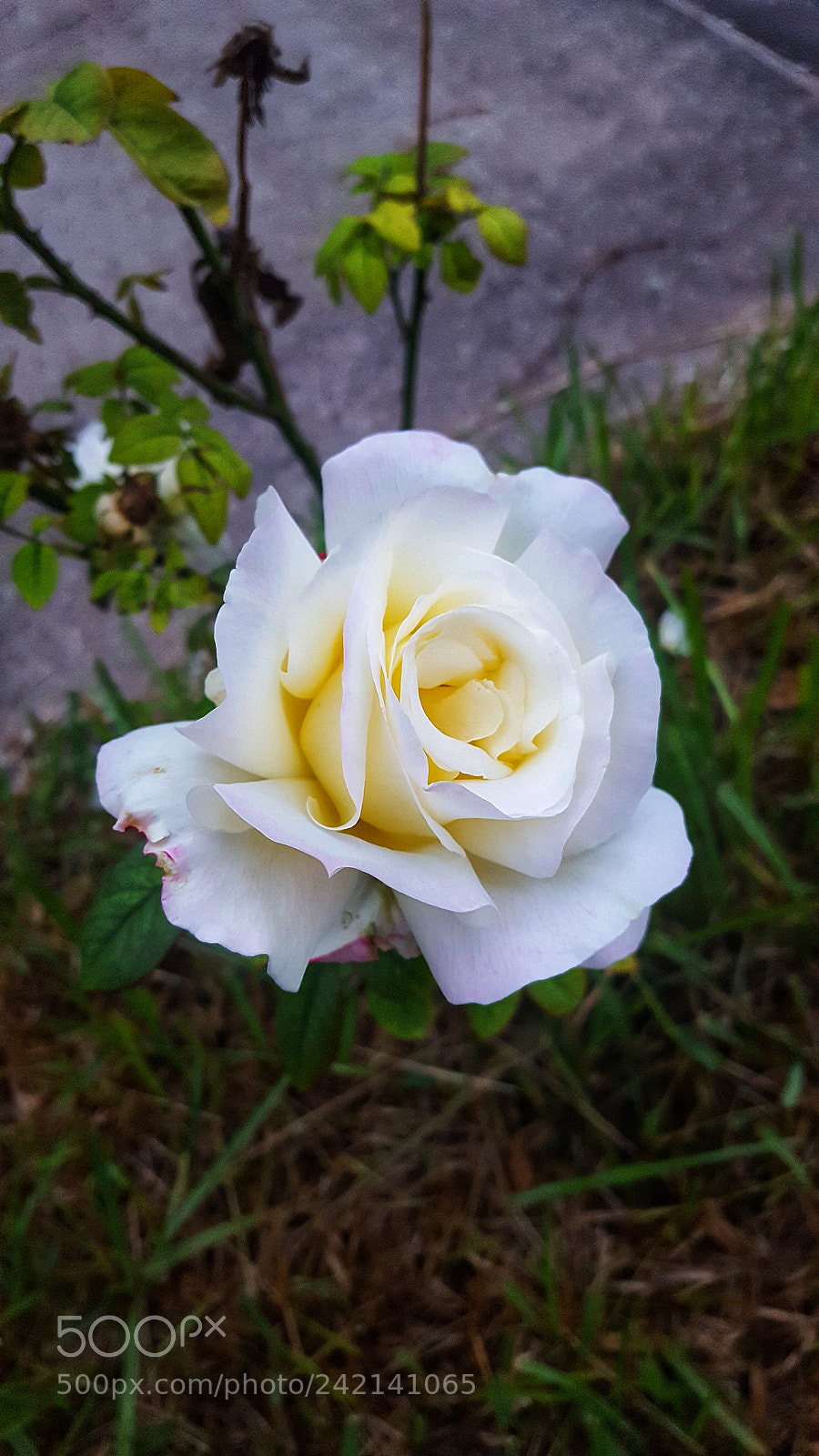 Samsung Galaxy S6 sample photo. Untitled photography