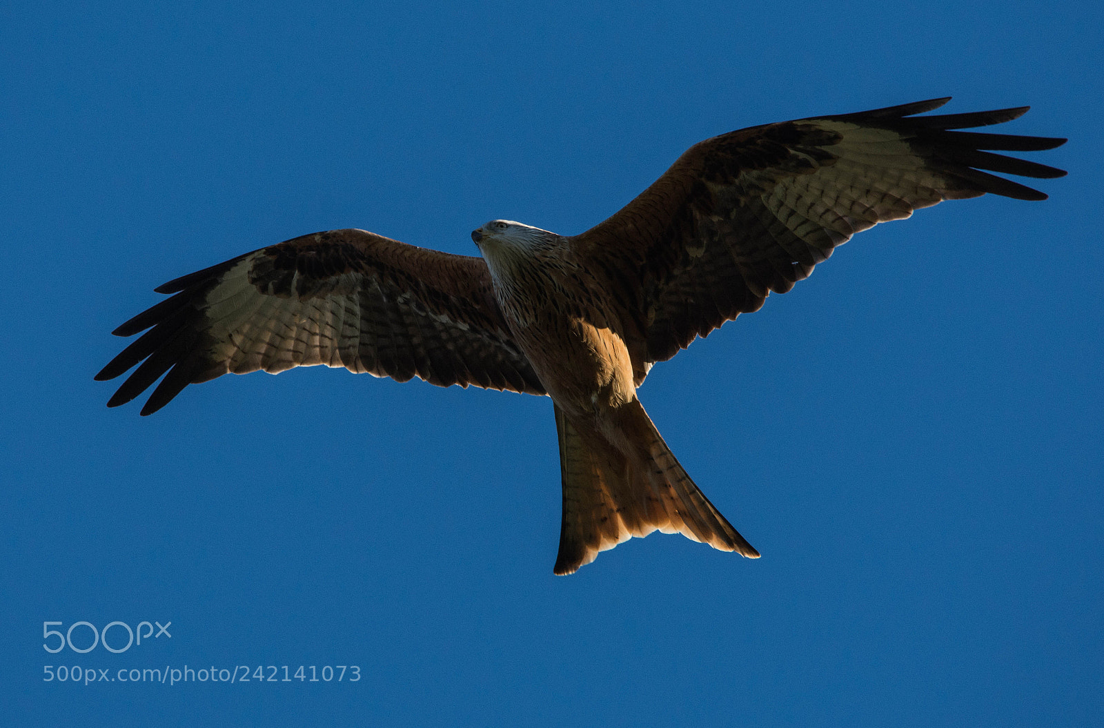 Nikon D7200 sample photo. Red kites in flight. photography