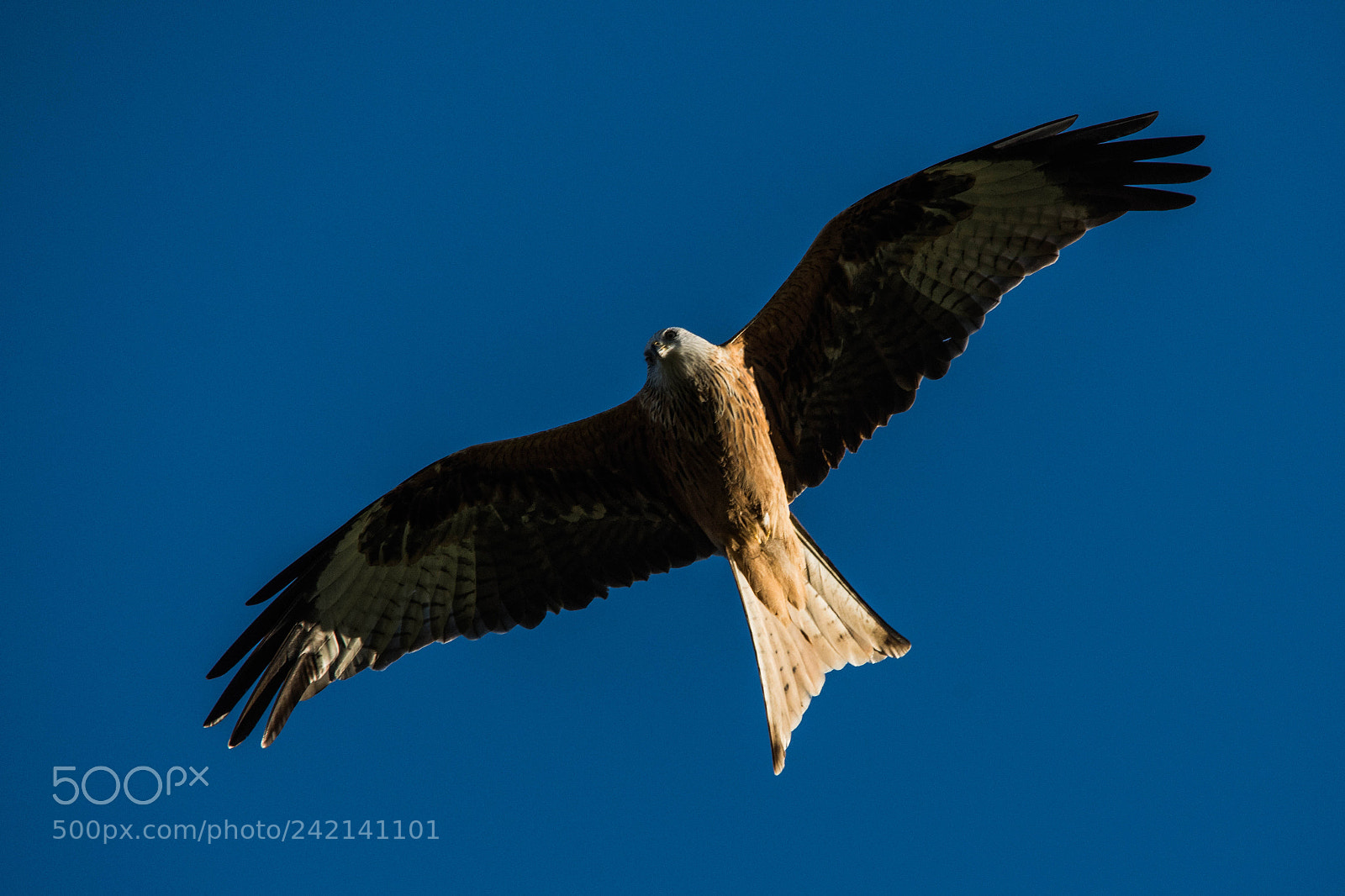 Nikon D7200 sample photo. Red kites in flight. photography
