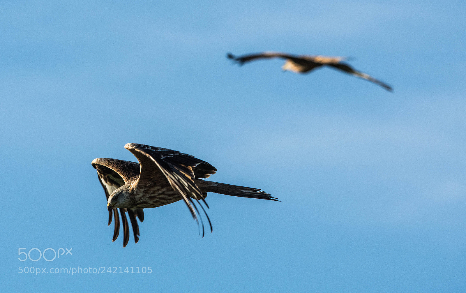 Nikon D7200 sample photo. Red kites in flight. photography