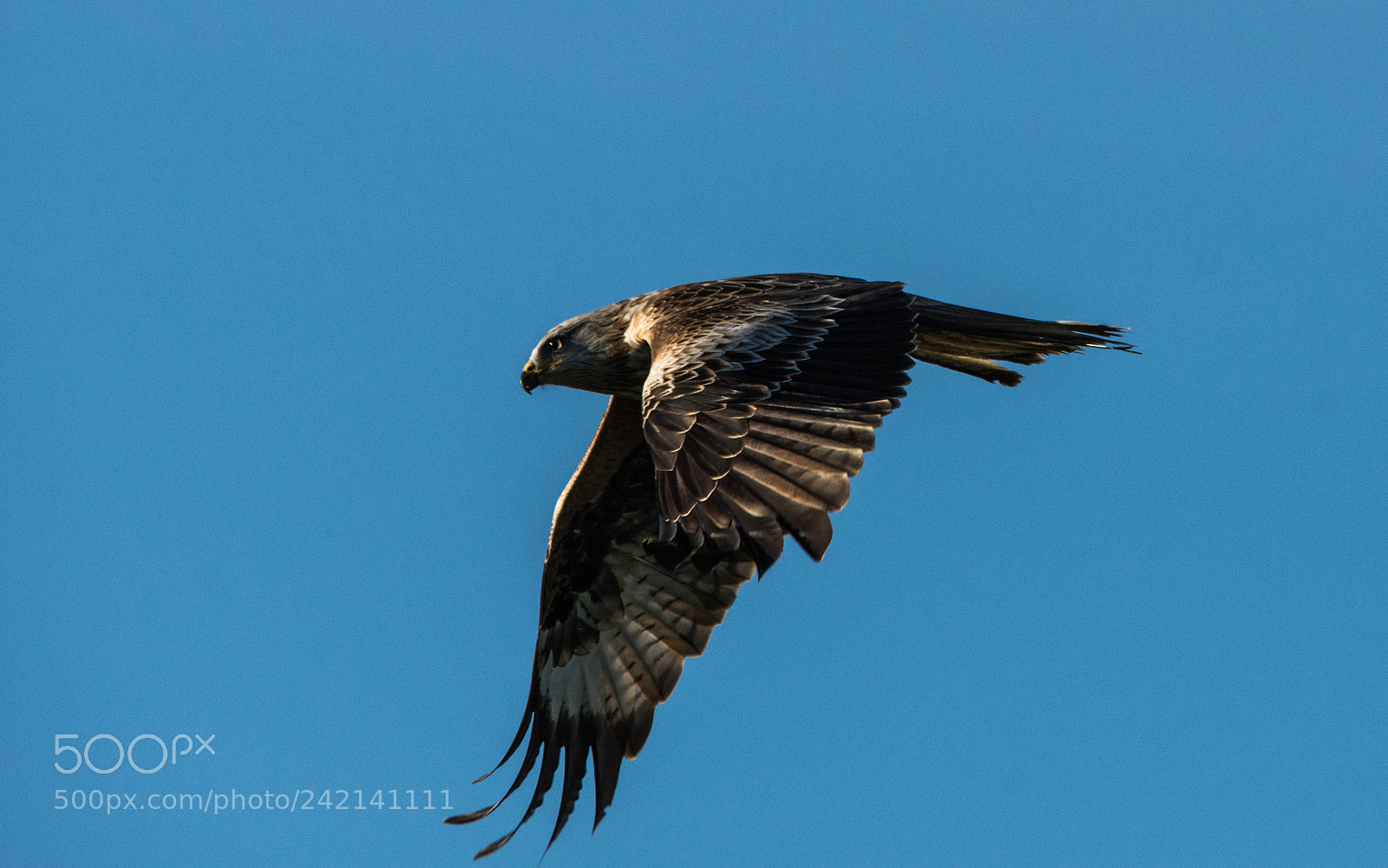 Nikon D7200 sample photo. Red kites in flight. photography