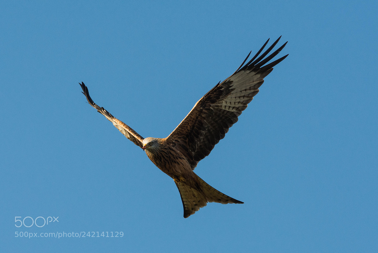 Nikon D7200 sample photo. Red kites in flight. photography