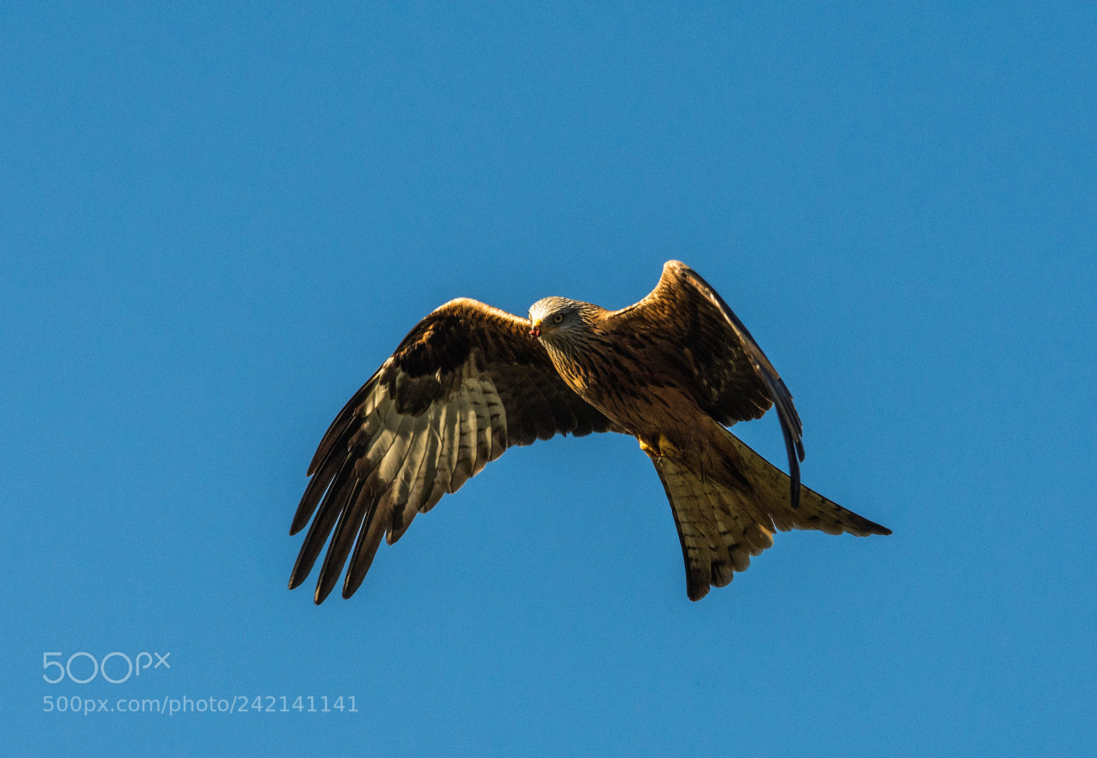 Nikon D7200 sample photo. Red kites in flight. photography