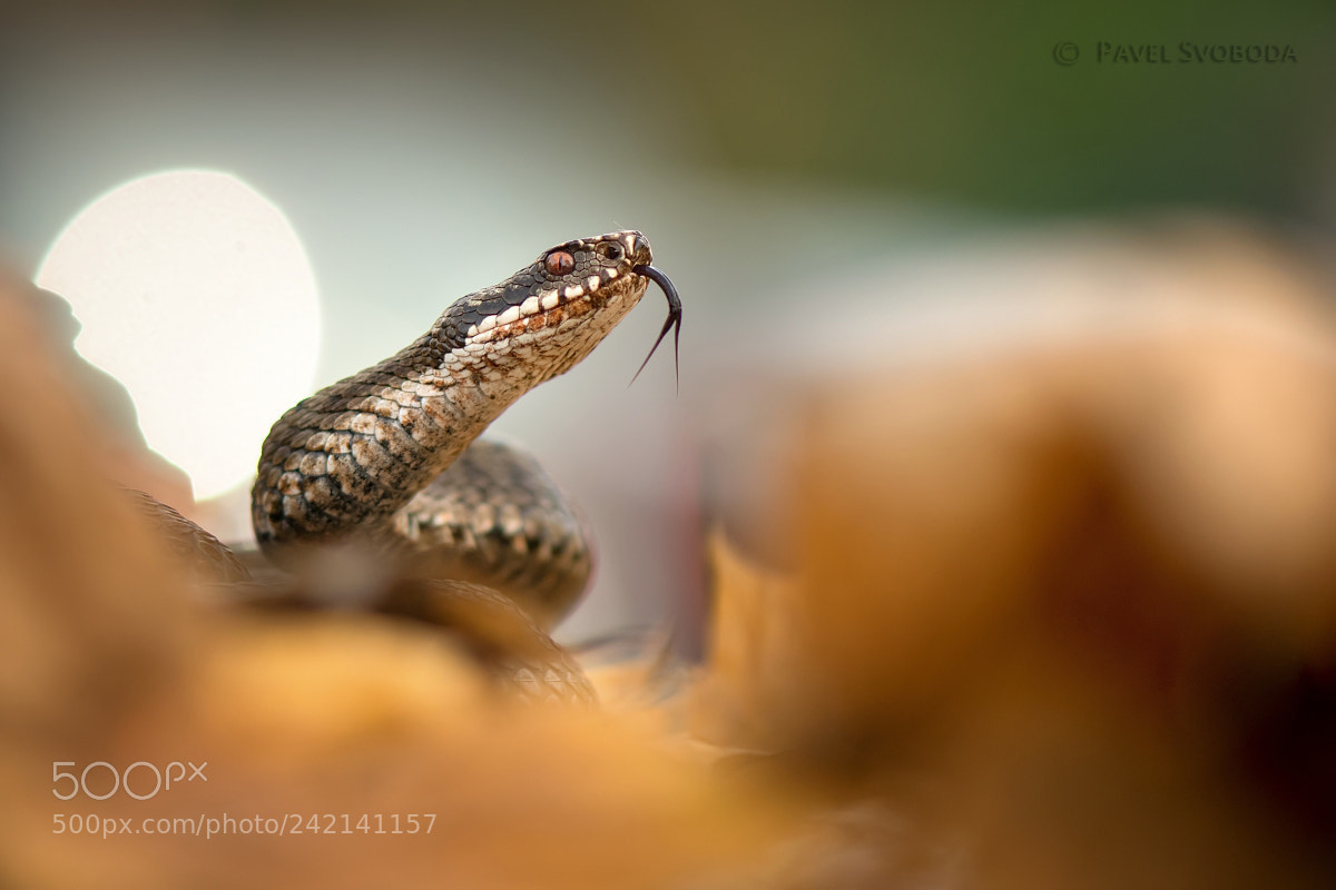Nikon D500 sample photo. Common viper photography