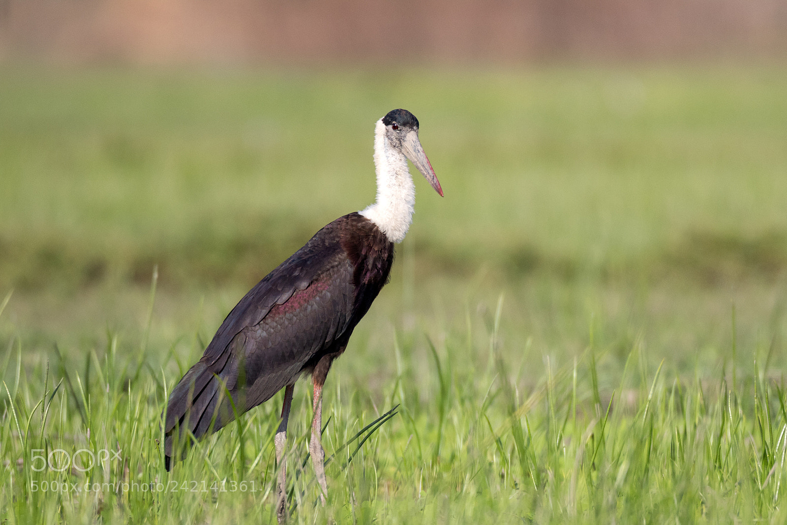 Canon EOS 7D Mark II sample photo. Woolly-necked stork photography