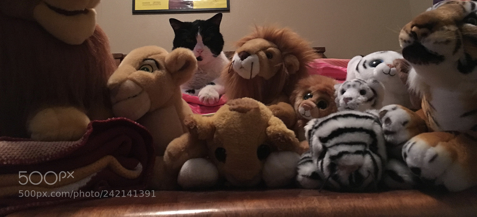 Apple iPhone 6s sample photo. Hidden archie 2 photography
