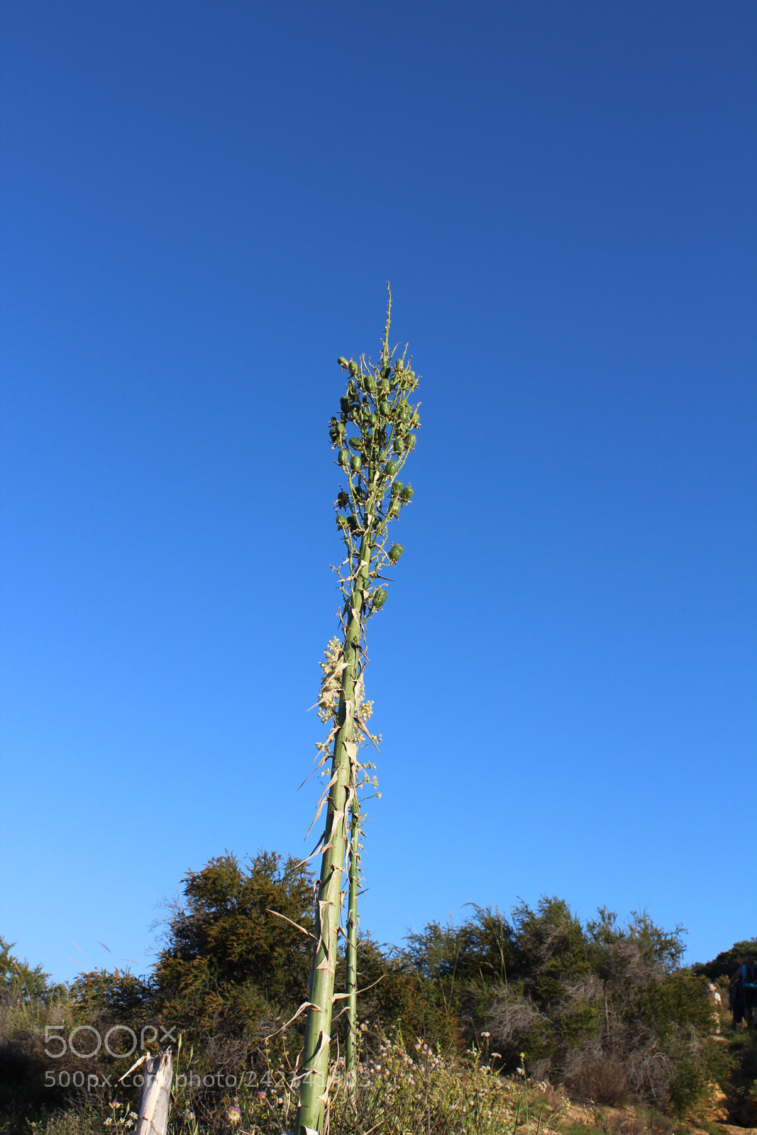 Canon EOS 1300D (EOS Rebel T6 / EOS Kiss X80) sample photo. Tall plant photography