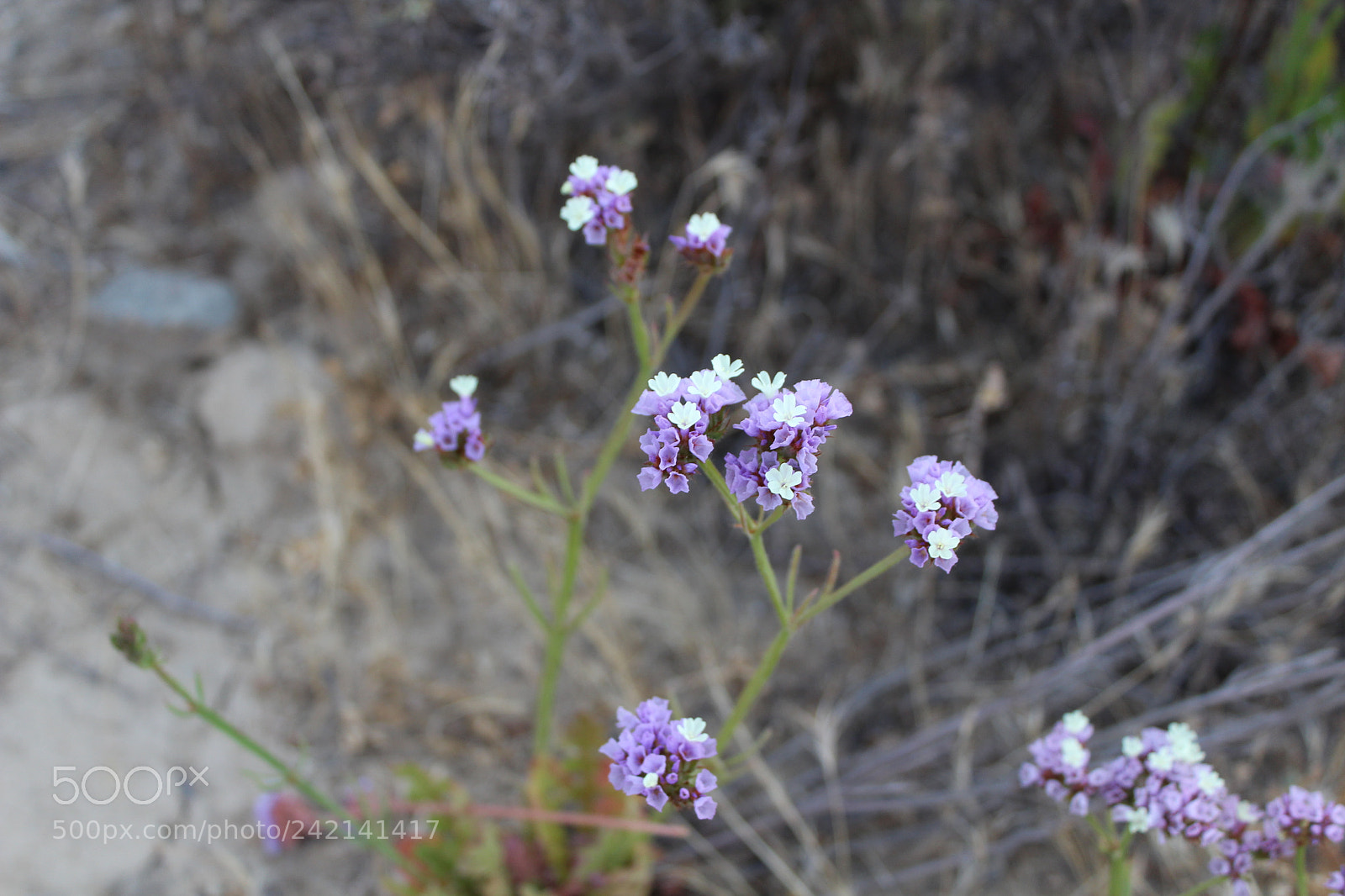 Canon EOS 1300D (EOS Rebel T6 / EOS Kiss X80) sample photo. Purple flowers photography