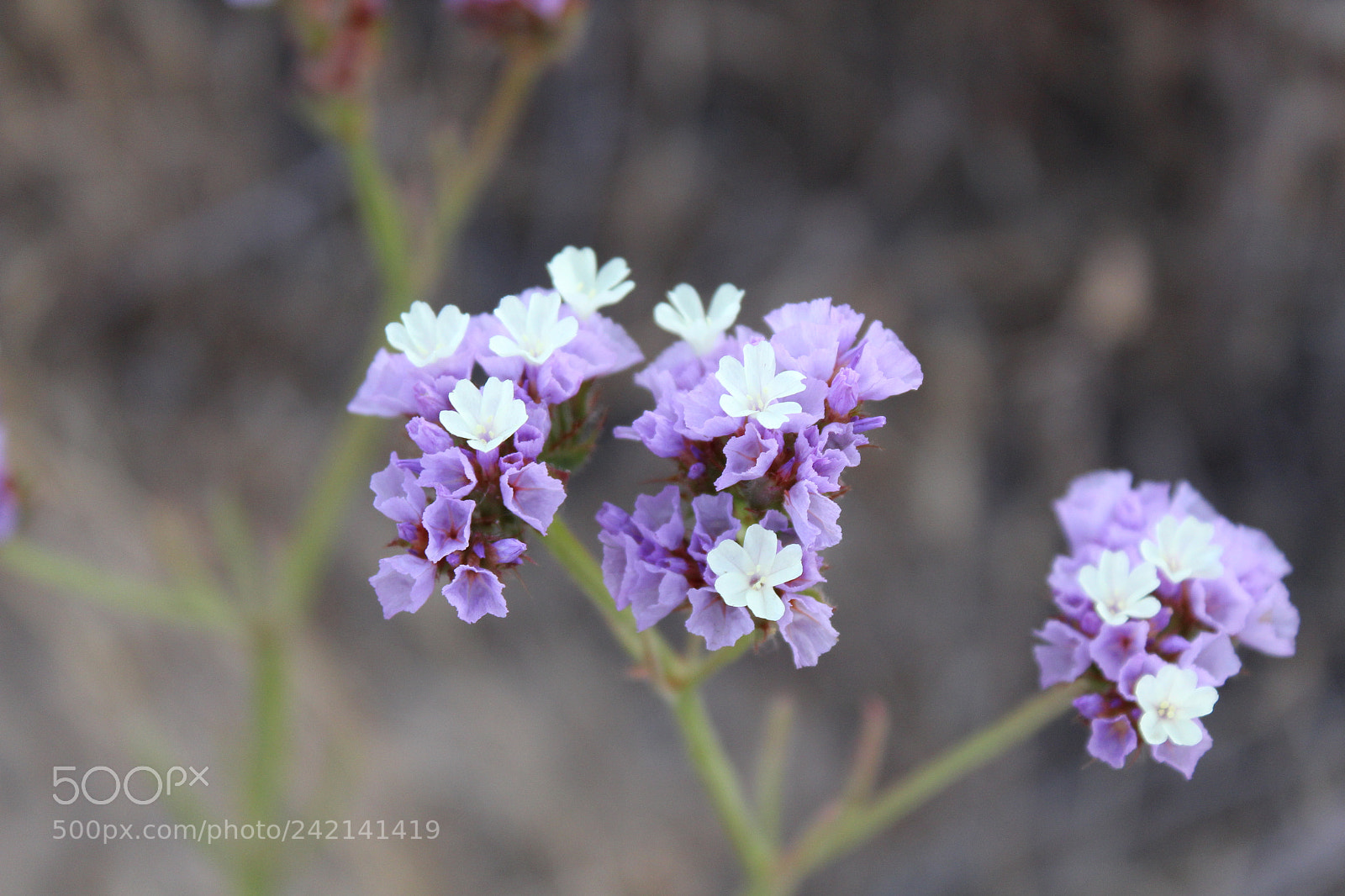 Canon EOS 1300D (EOS Rebel T6 / EOS Kiss X80) sample photo. Purple photography