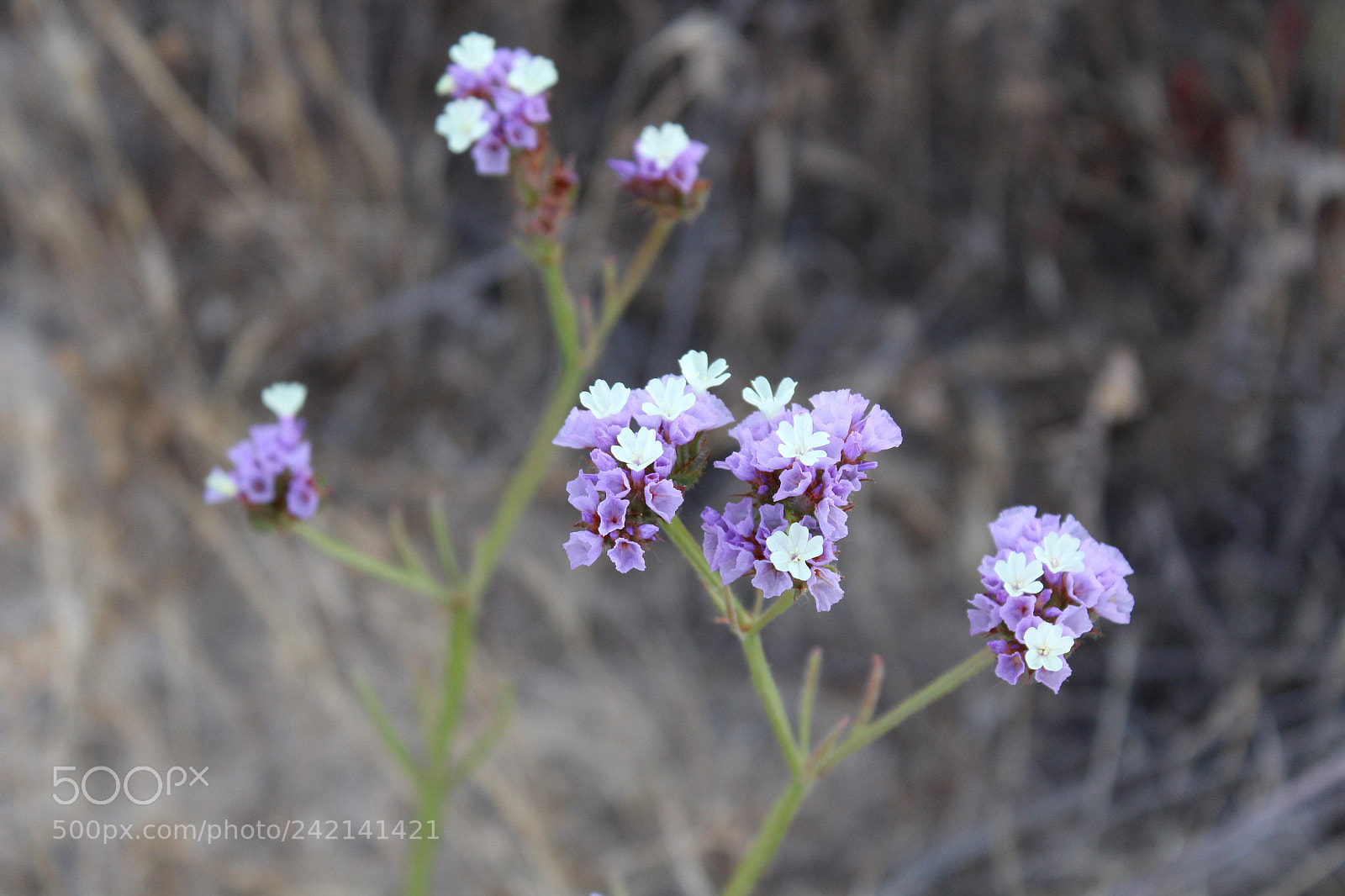 Canon EOS 1300D (EOS Rebel T6 / EOS Kiss X80) sample photo. Purple flowers photography