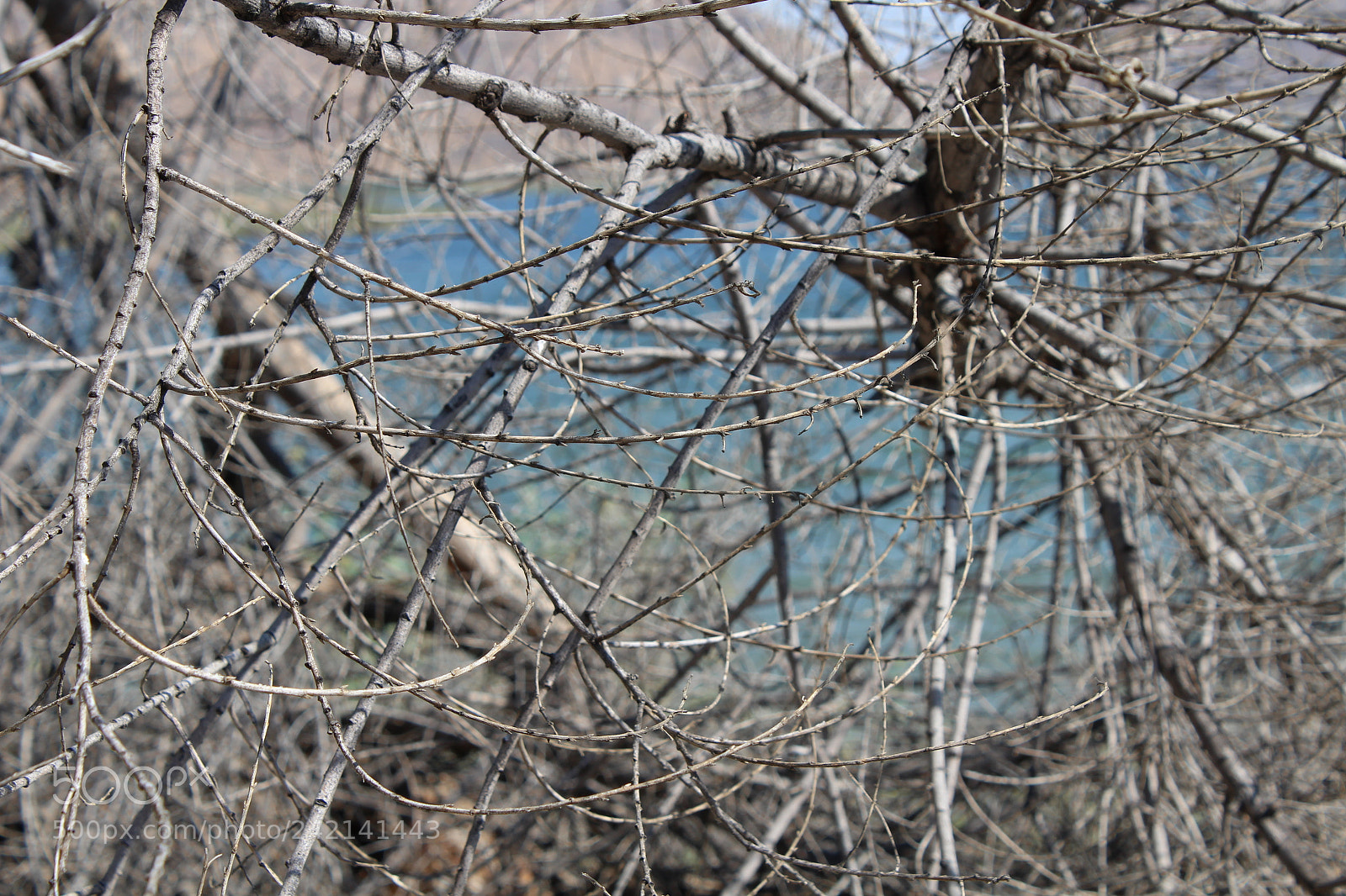 Canon EOS 1300D (EOS Rebel T6 / EOS Kiss X80) sample photo. Lake twigs photography