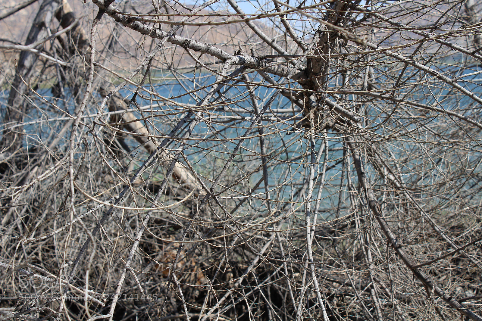 Canon EOS 1300D (EOS Rebel T6 / EOS Kiss X80) sample photo. Jumbled twigs photography