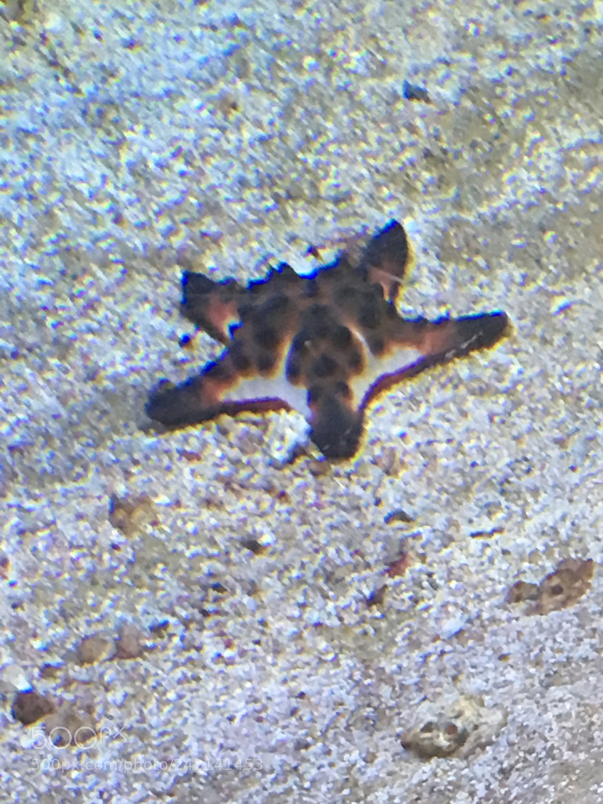 Apple iPhone 6s sample photo. Sea star photography