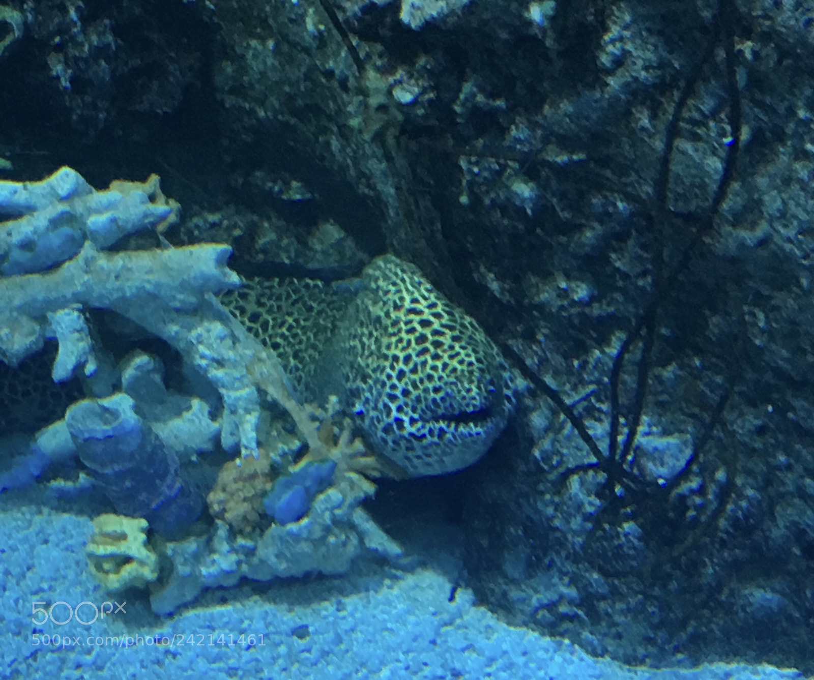 Apple iPhone 6s sample photo. Hello eel photography
