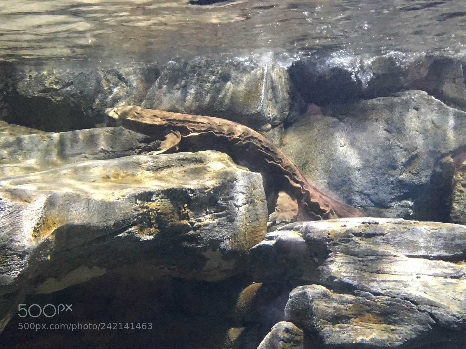 Apple iPhone 6s sample photo. Amphibian photography