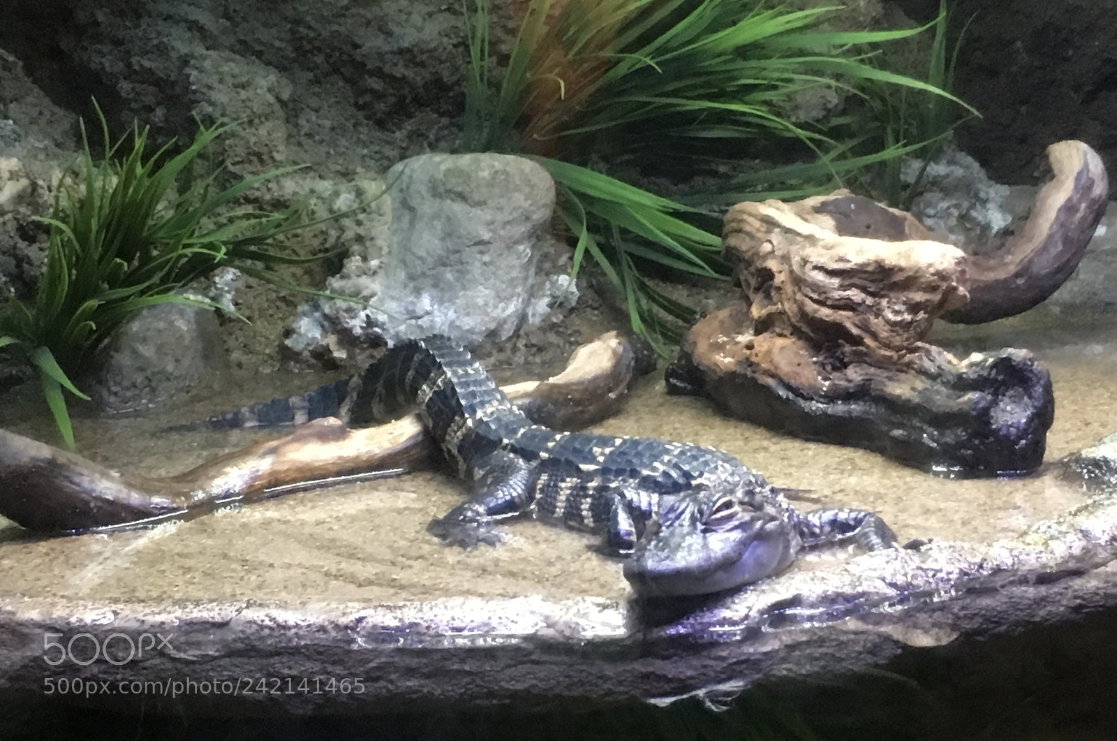 Apple iPhone 6s sample photo. Small alligator photography