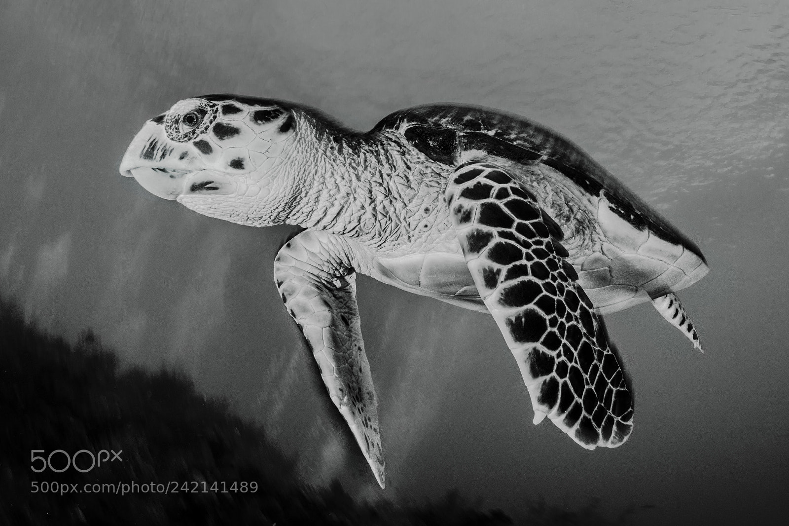 Nikon D800E sample photo. Turtle photography