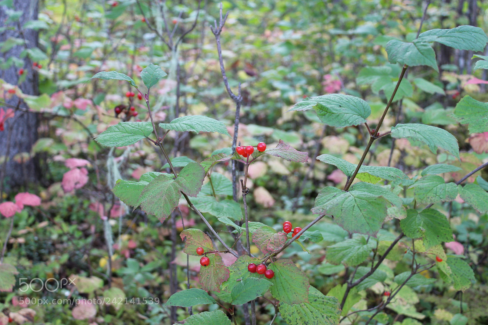Canon EOS 1300D (EOS Rebel T6 / EOS Kiss X80) sample photo. Yum berries photography
