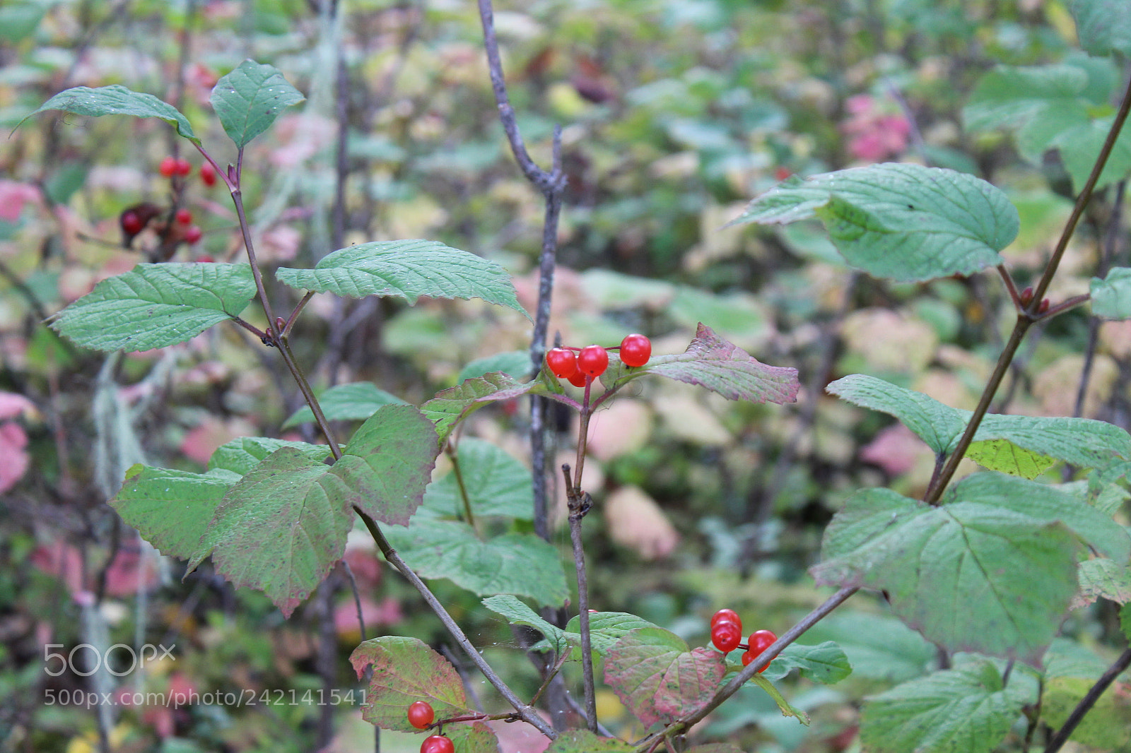 Canon EOS 1300D (EOS Rebel T6 / EOS Kiss X80) sample photo. Berries photography