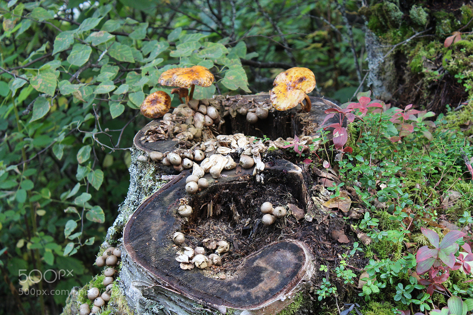 Canon EOS 1300D (EOS Rebel T6 / EOS Kiss X80) sample photo. Family of mushrooms photography