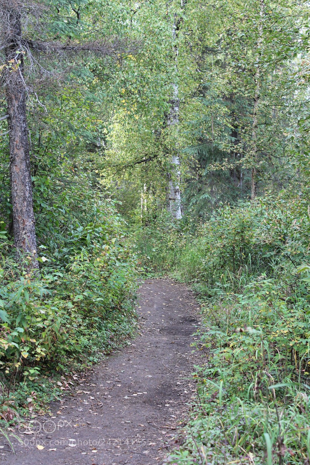 Canon EOS 1300D (EOS Rebel T6 / EOS Kiss X80) sample photo. Mysterious trail photography