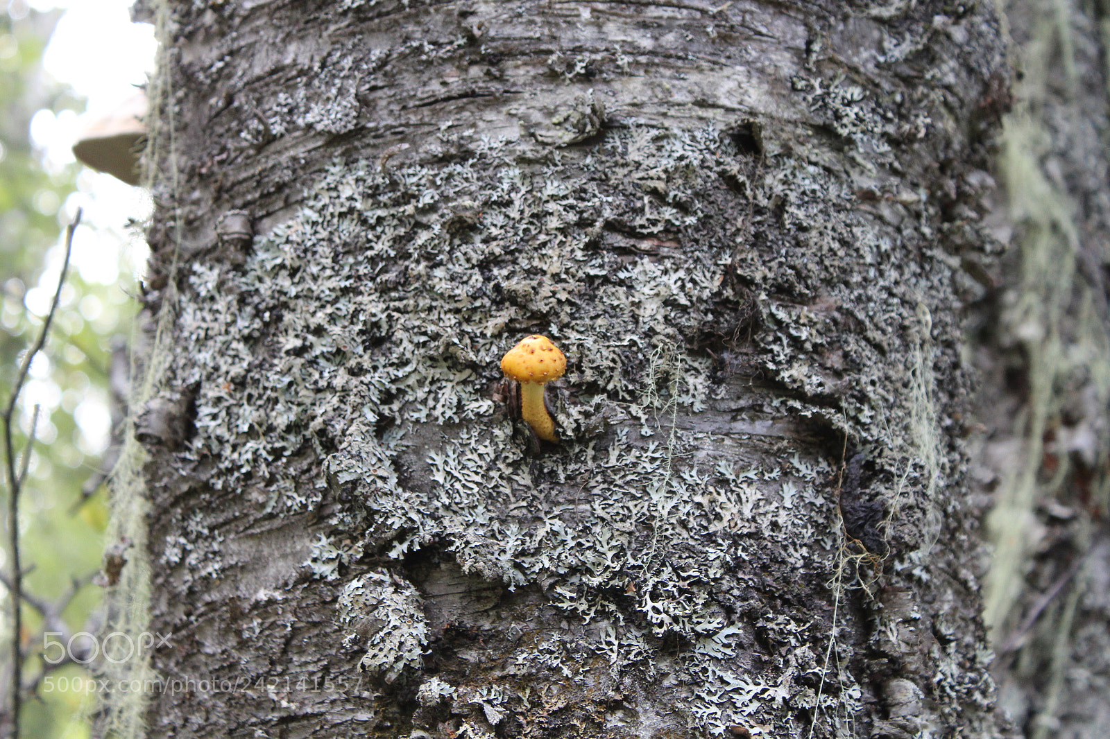 Canon EOS 1300D (EOS Rebel T6 / EOS Kiss X80) sample photo. Hello mushroom photography