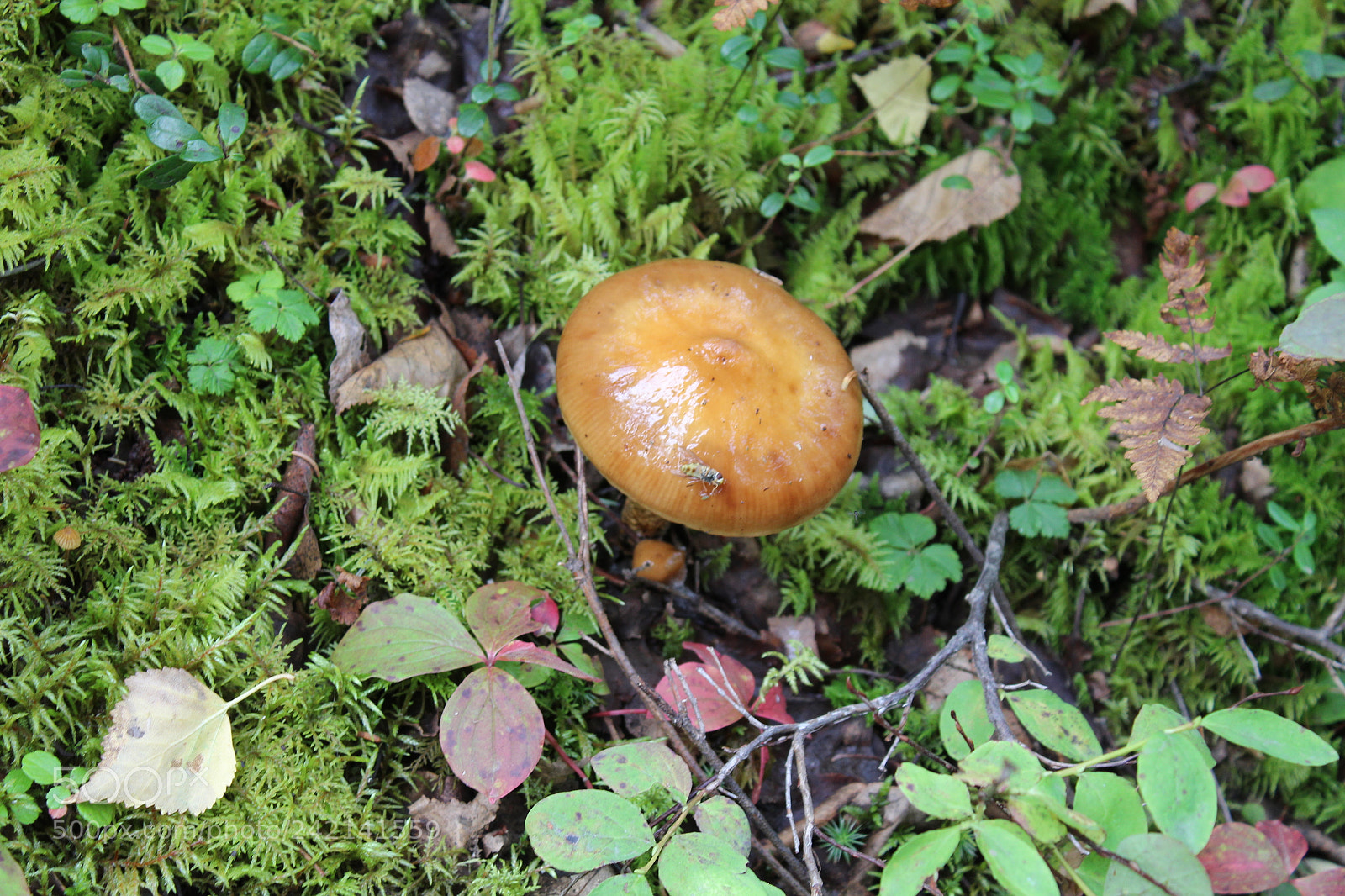 Canon EOS 1300D (EOS Rebel T6 / EOS Kiss X80) sample photo. Umbrella mushroom photography