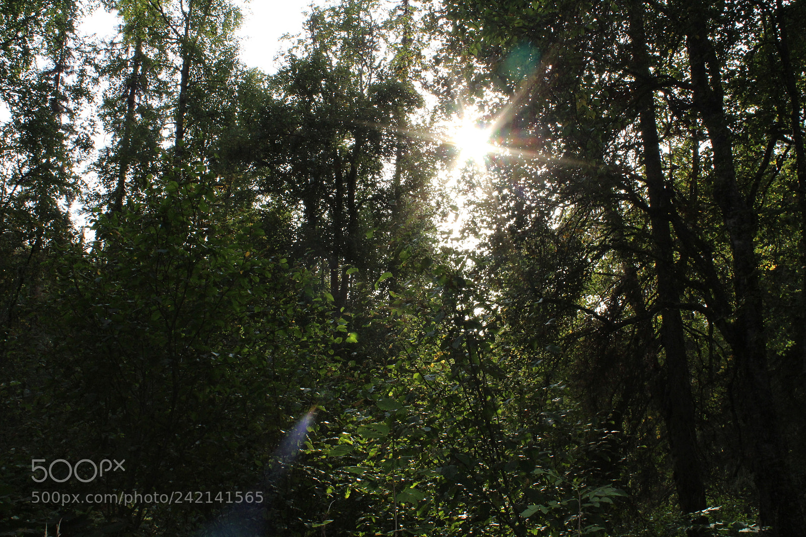 Canon EOS 1300D (EOS Rebel T6 / EOS Kiss X80) sample photo. Sunlit trees photography