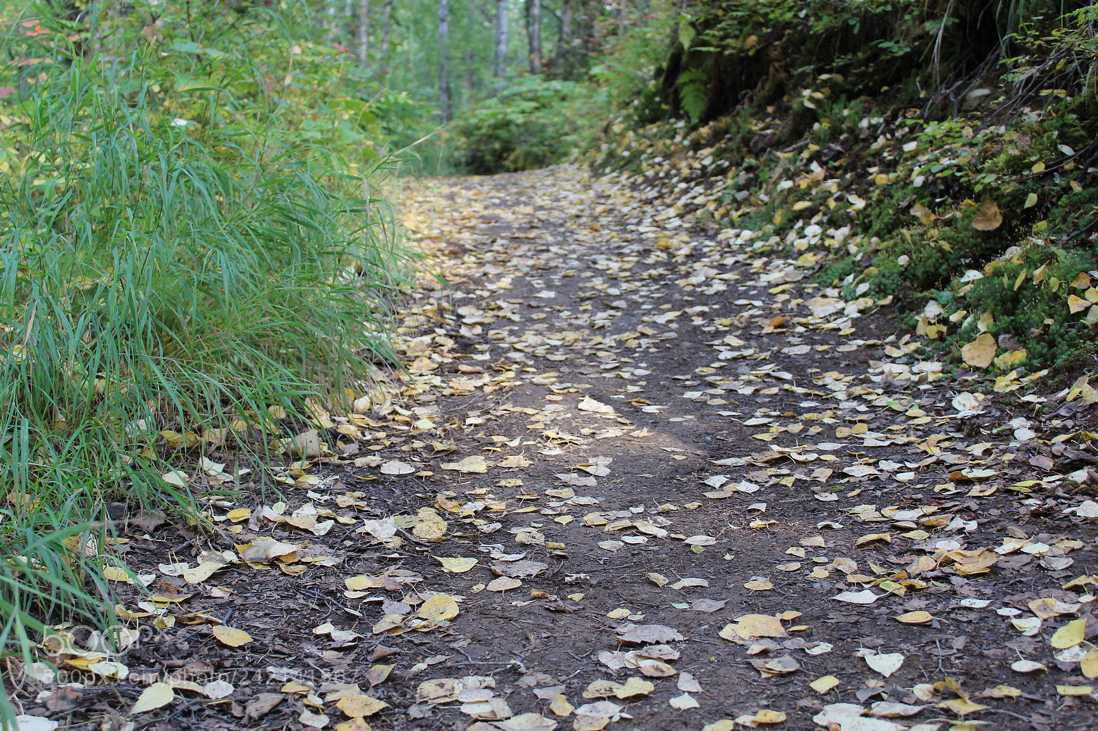 Canon EOS 1300D (EOS Rebel T6 / EOS Kiss X80) sample photo. Trail of leaves photography